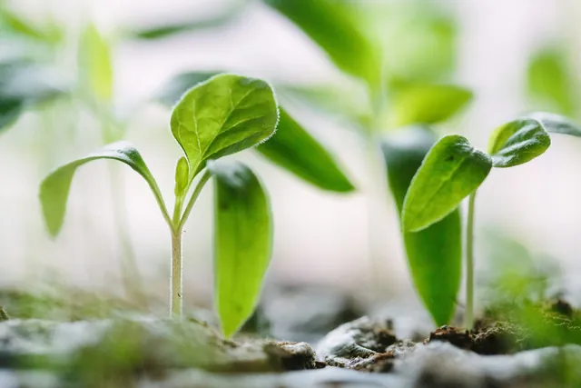 Young seedlings growing in soil